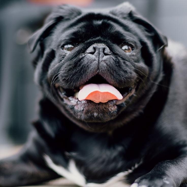 Portrait of Alex Chen meditation instructor